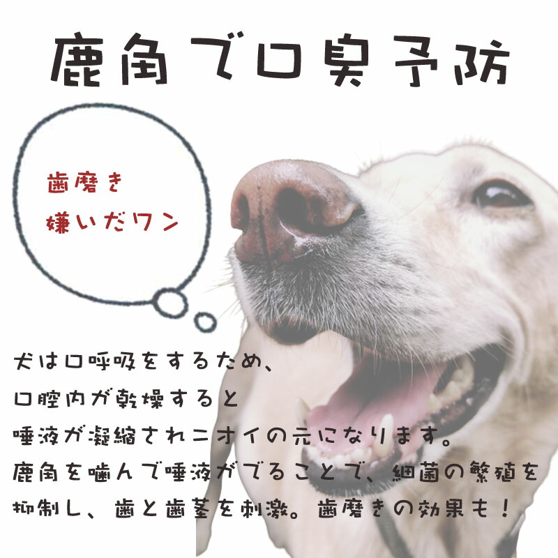 市場 鹿の角 鹿角 国産 犬の噛みぐせ 長さ約22cm 犬のおもちゃ いたずら予防