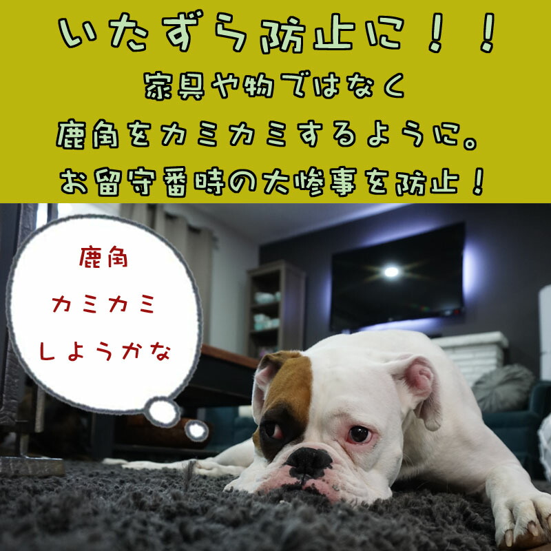 市場 鹿の角 犬の噛みぐせ いたずら予防 犬のおもちゃ 国産 長さ約cm 鹿角 市場 鹿の角 犬の噛みぐせ いたずら予防 犬のおもちゃ 国産 長さ約cm 鹿角