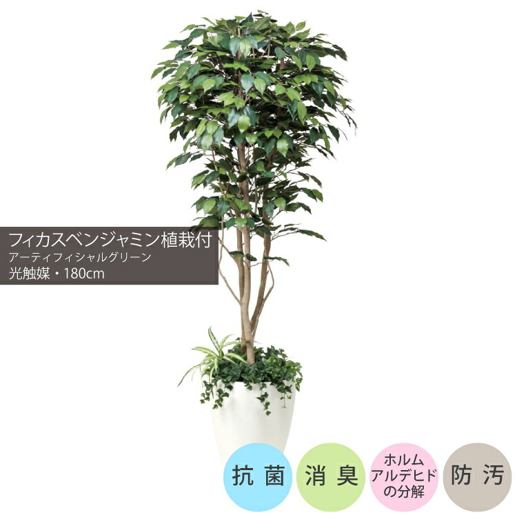 フィカスベンジャミン植栽付 1.8m｜GLPA-052 アーティフィシャルグリーン 人工観葉植物 鉢付きグリーン 可視光応答型光触媒「V-CAT Tree」 造花 おしゃれ 上質 上品 高級 ゴージャス リビング サロン ホール 43,973円