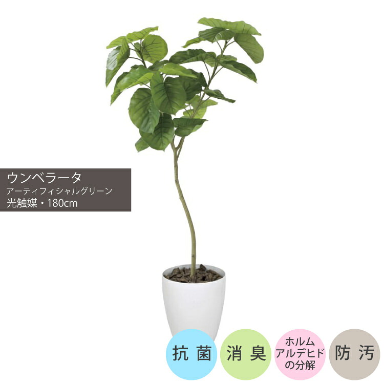 ウンベラータ1.8m|GLPA-057 アーティフィシャルグリーン 人工観葉植物 鉢付きグリーン 可視光応答型光触媒「V-CAT Tree」 造花 おしゃれ 上質 上品 高級 ゴージャス リビング サロン ホール|ビザインショップ