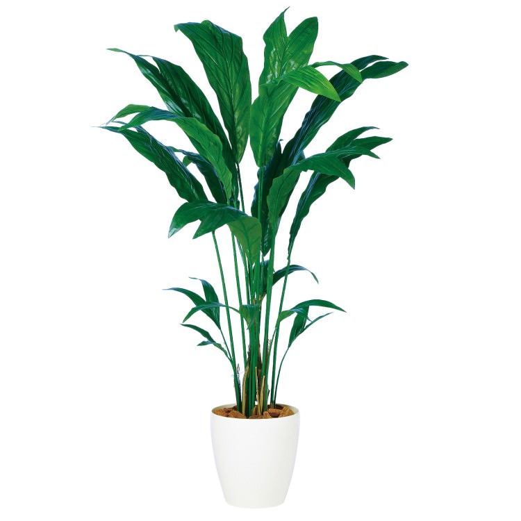 チャメドレア W90 H150cm 横浜見せ付ける博物館 Tk980 アーティフィシャル翠緑 人工観葉植物 頭蓋お傍グリーン 造花 ドレスアップ 特出 文雅 高品位 はなやか リビング 飮み屋 堂宇 Supernovabikes Com