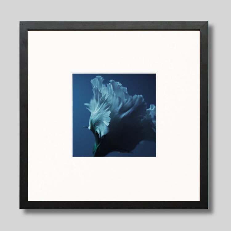 メール便無料 Igrebow アイグレボウ トルコキキョウ インテリアフォト ピクチャーアート 写真 スタイリッシュ モダン カラー写真 カラーピクチャー ビッグサイズ Fucoa Cl