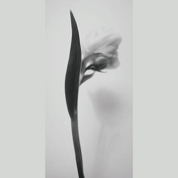 2021人気新作 IGREBOW アイグレボウ チューリップの花 インテリアフォト ピクチャーアート 写真 スタイリッシュ モダン モノクローム  モノクロ ビッグサイズ fucoa.cl