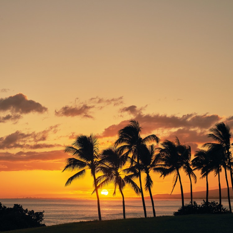 IGREBOW ハワイ 夜明けの海 インテリアフォト カラーピクチャー ピクチャーアート モダン スタイリッシュ ヤシの木のある風景 アイグレボウ  カラー写真 写真