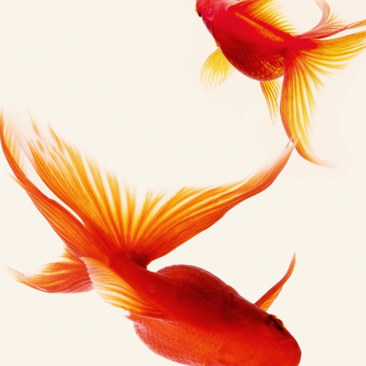 予約中 写真 ピクチャーアート インテリアフォト アイグレボウ 金魚 Igrebow スタイリッシュ カラーピクチャー カラー写真 モダン アートパネル アートボード Williamsav Com