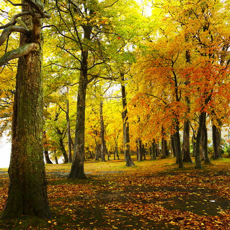 Igrebow アイグレボウ 日本 北海道 洞爺湖 紅葉に染まる湖 インテリアフォト ピクチャーアート 写真 スタイリッシュ モダン カラー写真 カラーピクチャー Onpointchiro Com