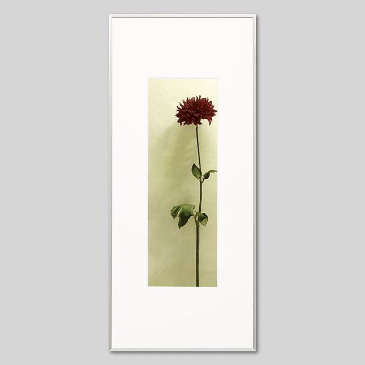 Igrebow アイグレボウ ダリアの花 インテリアフォト ピクチャーアート 写真 スタイリッシュ モダン カラー写真 カラーピクチャー Mysteelroof Com