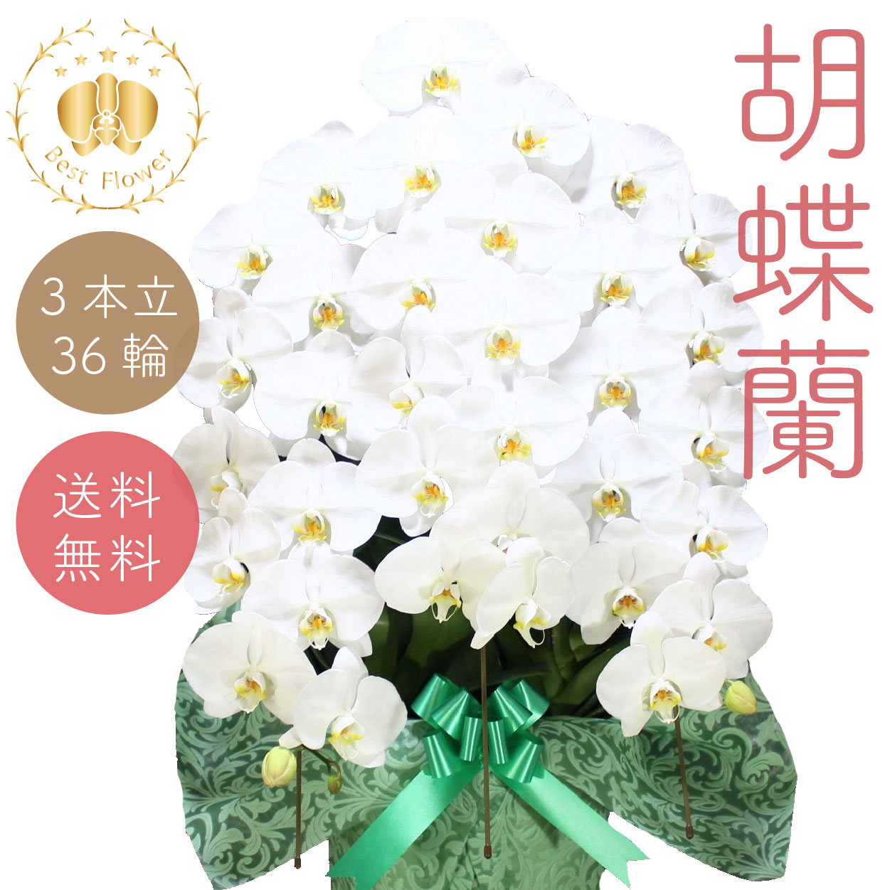 夢見鳥蘭 標準尺度 白大輪 3本立36輪以上 すがた絵送達あり 祝賀会 差し上げ物