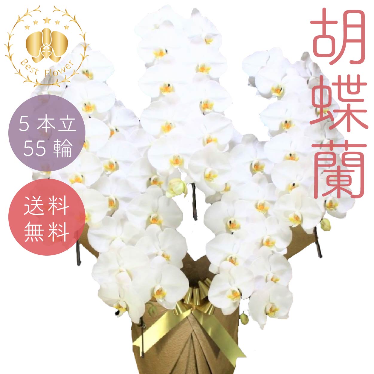 夢見鳥蘭 標準尺度 白大輪 5本立55輪以上 すがた絵送達あり 祝賀会 差し上げ物