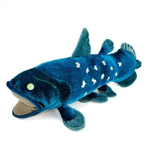カロラータ シーラカンス ぬいぐるみ (Mサイズ/やさしい手触り) リアル 古代魚 魚 おもちゃ お人形 ギフト プレゼント 誕生日 (検針2度済み) / クリスマス クリスマスプレゼント