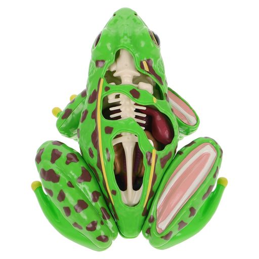 AOSHIMA - 4D VISION 動物解剖モデル No.13 カエル解剖スケルトンモデル Amazon.co.jp: スカイネット 立体パズル 4D VISION 動物解剖 No