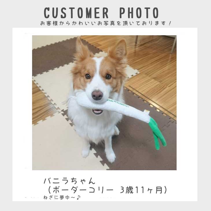 楽天市場 大人気 犬 猫 おもちゃ ペットトイ 音が鳴る 遊ぶ ストレス解消 蹴りぐるみ Love Pets By Bestever ラブペッツ バイ ベストエバー 長ネギ 葱 長ねぎ ベストエバージャパン直営店