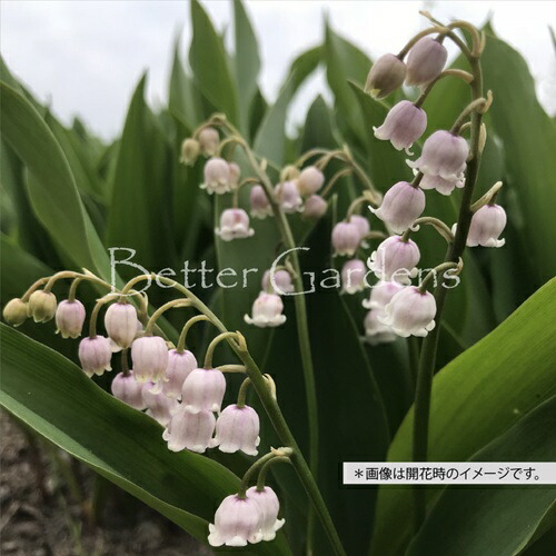 楽天市場】☆宿根草 スズラン (すずらん) ボルドー ポット苗 : あなた