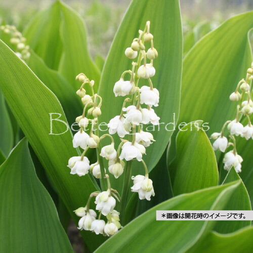 楽天市場】八重咲きスズラン （すずらんポット植え）ドイツスズラン