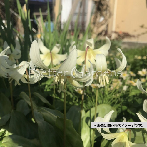 楽天市場】【カタクリ属】黄花かたくり 3.5号ポット : 産直花だん屋