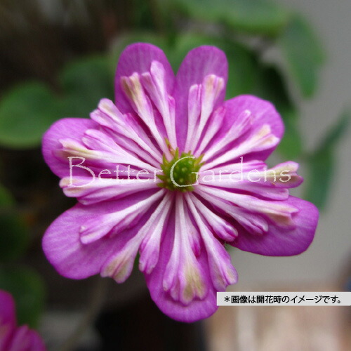 楽天市場】センブリ 3号 【秋の山野草】【野草系好日性二年草】 : 石田