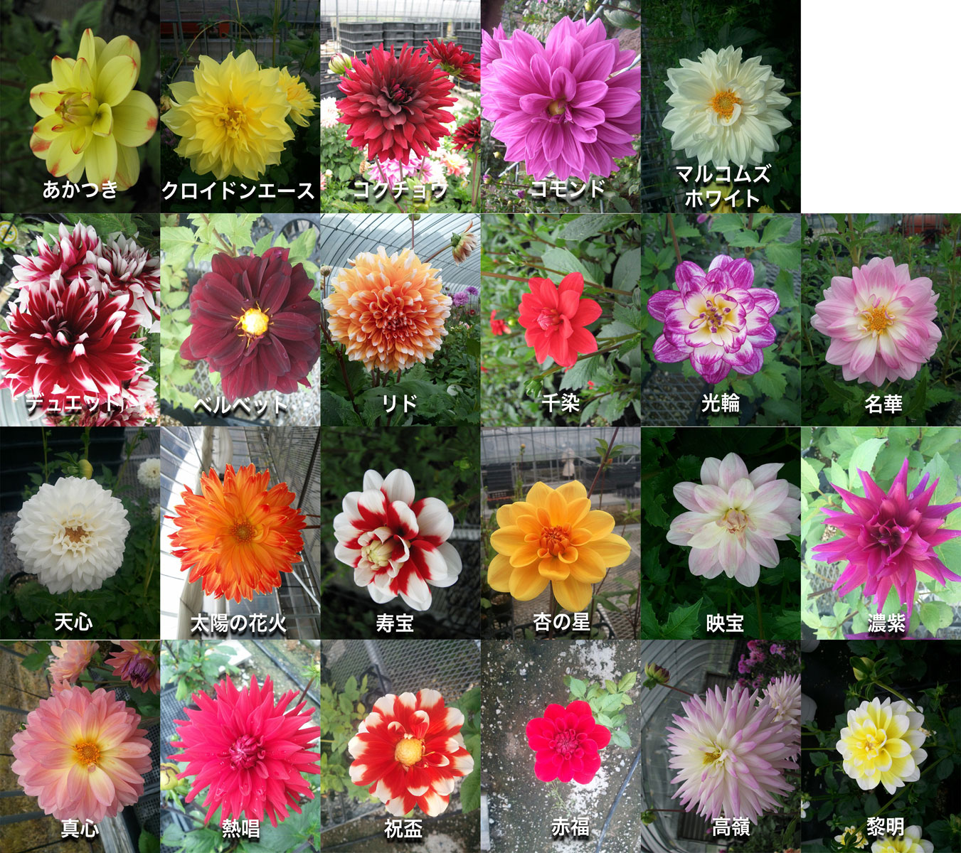 楽天市場 宿根草 選べるダリアセット 2ポット1セット 10 5cmポット Gグループ 花苗と球根の店 Better Gardens 楽天市場 宿根草 選べるダリアセット 2ポット1セット 10 5cmポット Gグループ 花苗と球根の店 Better Gardens