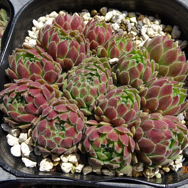 楽天市場 多肉植物 センペルビウム ペキネス 10 5cmポット Fグループ Sempervivum Pekinese 花苗と球根の店 Better Gardens