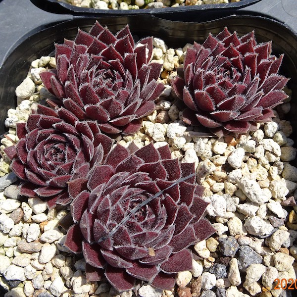 楽天市場 多肉植物 センペルビウム ブルームーン 10 5cmポット Fグループ Sempervivum Blue Moon 花苗と球根の店 Better Gardens