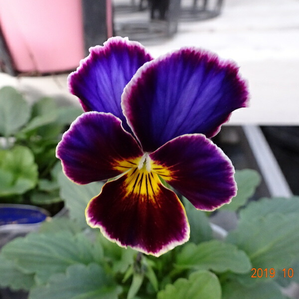 楽天市場 ビオラ 横浜セレクション フレアブルー 10 5cmポット Fグループ 予約商品 10月下旬頃より発送開始 花苗と球根の店 Better Gardens 楽天市場 ビオラ 横浜セレクション フレアブルー 10 5cmポット Fグループ 予約商品 10月下旬頃より発送開始 花苗と球根の店 Better Gardens