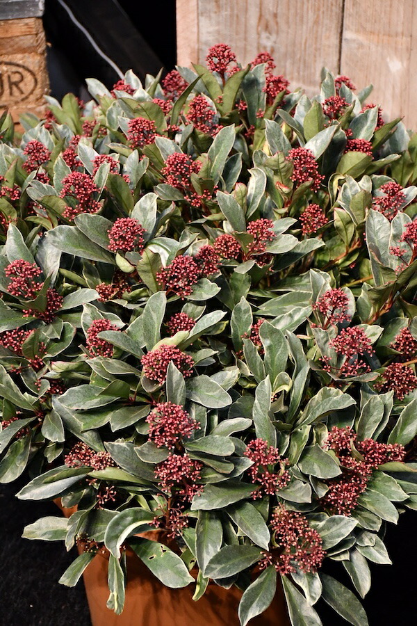 楽天市場 宿根草 スキミア ペローサ 9cmポット Cグループ 予約商品 11月上旬より出荷開始 Skimmia Japonica Perosa 174 03 種苗登録番号 358 花苗と球根の店 Better Gardens