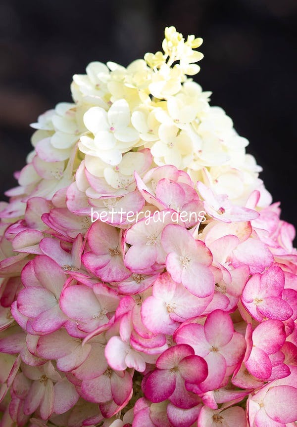 楽天市場】【送料区分G】【10.5cmポット／1ポット】ハイドランジア