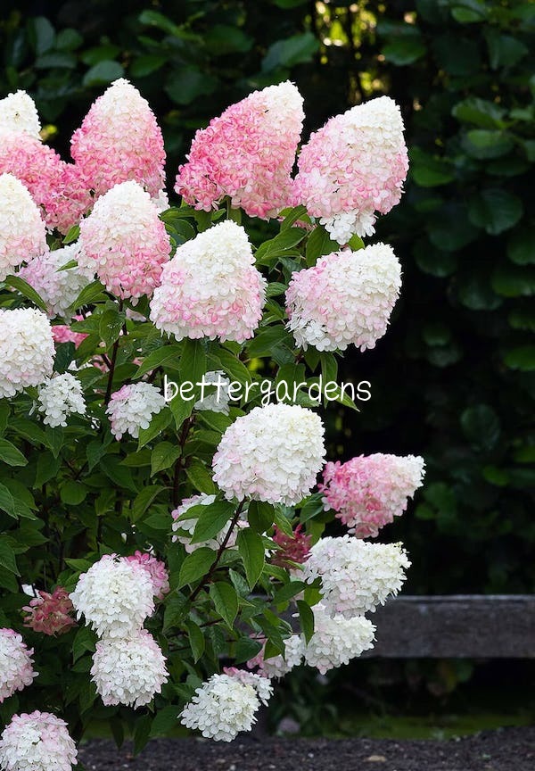 楽天市場 アジサイ ハイドランジア ピンクアンドローズ 9cmポット Aグループ Hydrangea Paniculate Living Pink And Rose 174 花苗と球根の店 Better Gardens