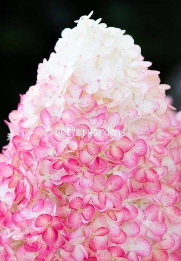 楽天市場 アジサイ ハイドランジア ピンクアンドローズ Aグループ Hydrangea Paniculate Living Pink And Rose 174 花苗と球根の店 Better Gardens