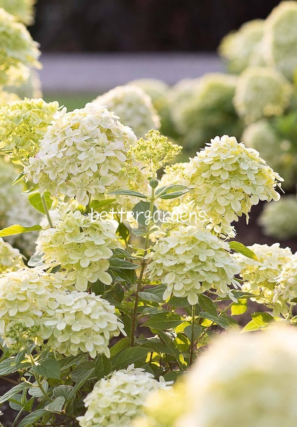 Hydrangea - Aquilegia(ハイドランジア-アキレギア) アキレギア - ハイドランジア ┃ヨーヨー専門店リワインド