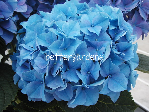 楽天市場 アジサイ マリナ Gグループ ギフト不可 Hydrangea Macrophylla Marina 174 花苗と球根の店 Better Gardens