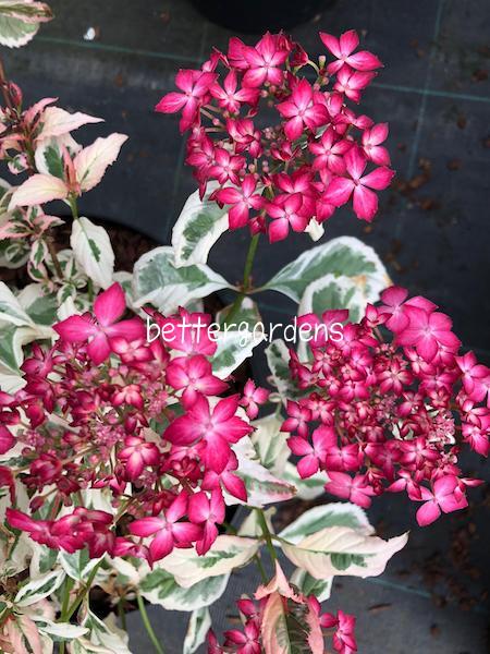 楽天市場 アジサイ 斑入アジサイ 御殿場錦 Aグループ Hydrangea Serrata Variegata Gotenba Nishiki 花苗と球根の店 Better Gardens