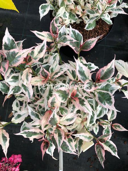 楽天市場 アジサイ 斑入アジサイ 御殿場錦 Aグループ Hydrangea Serrata Variegata Gotenba Nishiki 花苗と球根の店 Better Gardens