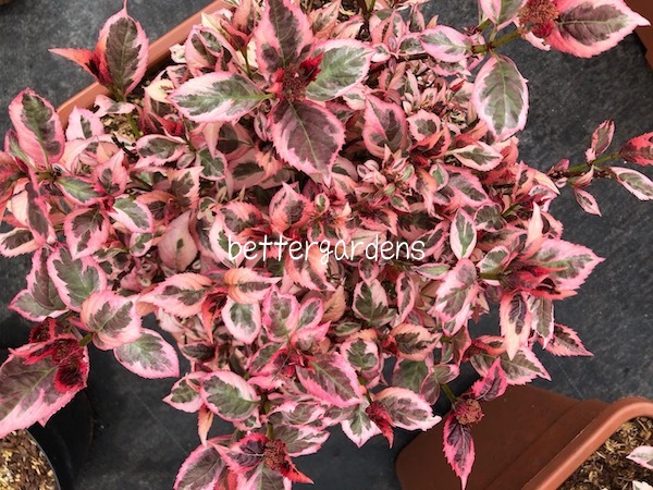 楽天市場 アジサイ 斑入アジサイ 御殿場錦 Aグループ Hydrangea Serrata Variegata Gotenba Nishiki 花苗と球根の店 Better Gardens