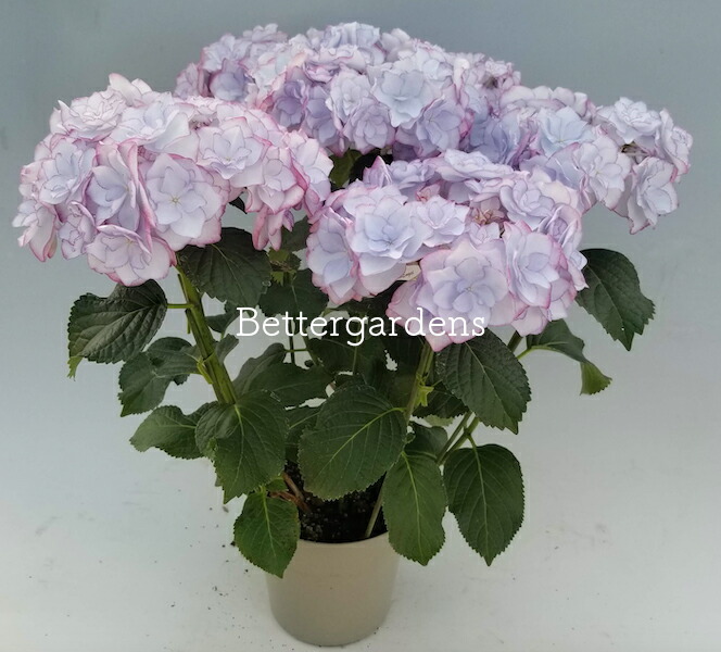 楽天市場 アジサイ ケイコブルー 送料無料 ギフト不可 平均3 4輪 Hydrangea Macrophylla Keiko Blue 174 花苗と球根の店 Better Gardens