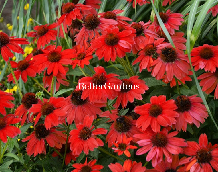 楽天市場 宿根草 エキナセア ホットコーラル 12cmポット Gグループ Echinacea Purpurea Hot Coral 174 花苗と球根の店 Better Gardens