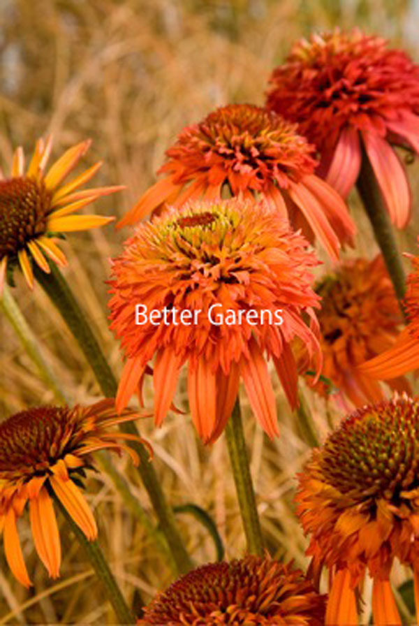 楽天市場】【送料区分G】【12cmポット／1ポット】エキナセア