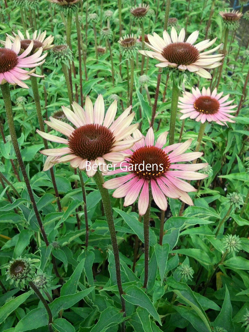 楽天市場 宿根草 エキナセア カリビアングリーン 12cmポット大苗 Gグループ Echinacea Caribbean Green 花苗と球根の店 Better Gardens