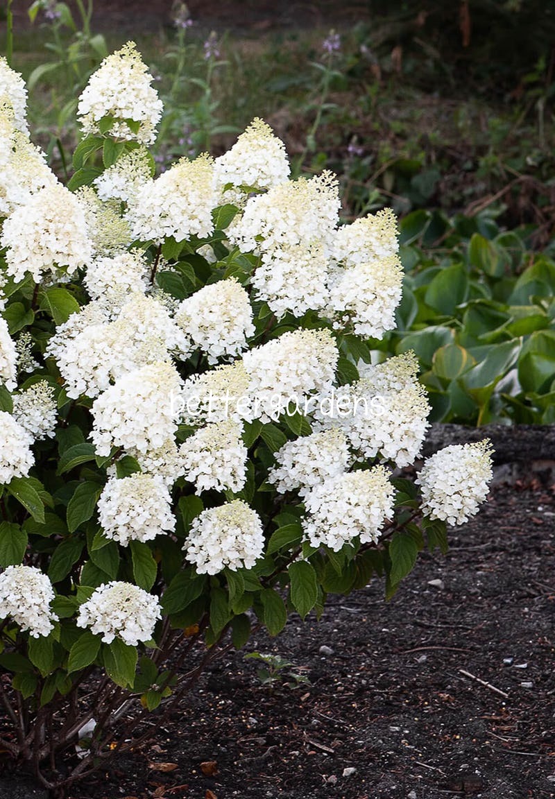 楽天市場 アジサイ ハイドランジア シュガーラッシュ Aグループ Hydrangea Paniculate Living Suger Rush 174 花苗と球根の店 Better Gardens