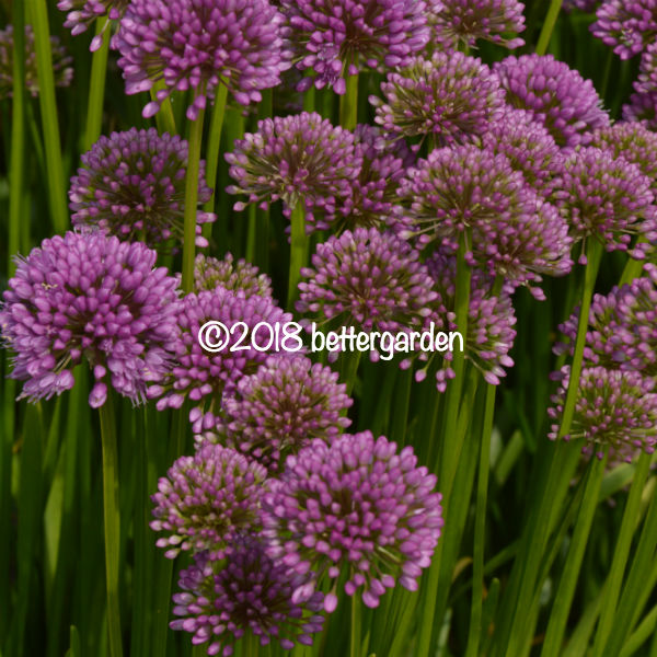 楽天市場 宿根草 アリウム ミレニアム 2ポット1セット Aグループ Allium Millenium 花苗と球根の店 Better Gardens
