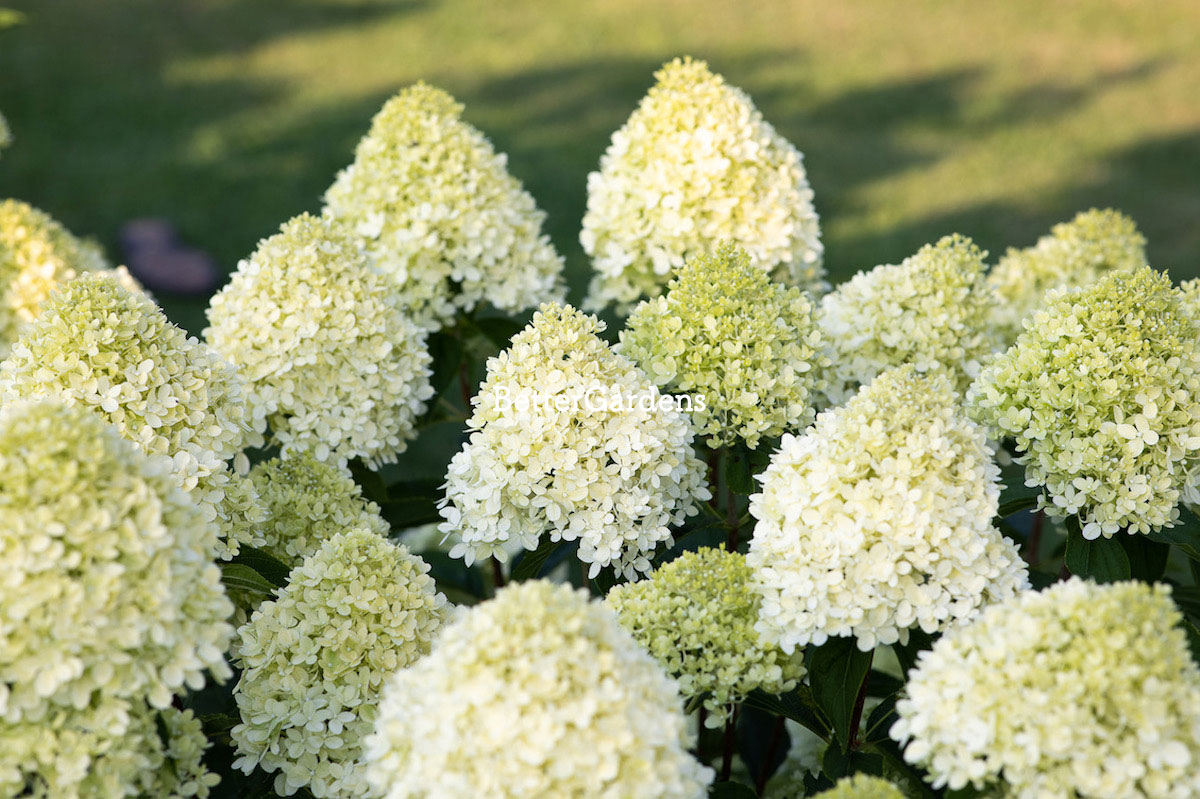 Hydrangea ハイドランジア ベルベリス 楽天市場】【アジサイ】ハイドランジア パニキュラータ