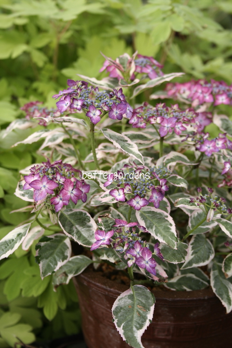 楽天市場 アジサイ 斑入アジサイ 御殿場錦 Aグループ Hydrangea Serrata Variegata Gotenba Nishiki 花苗と球根の店 Better Gardens