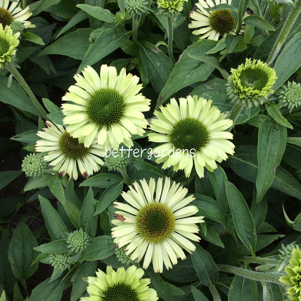 楽天市場 宿根草 エキナセア グリーンジュエル 12cmポット 今季花終わり Cグループ Echinacea Purpurea Green Jewel 花苗と球根の店 Better Gardens