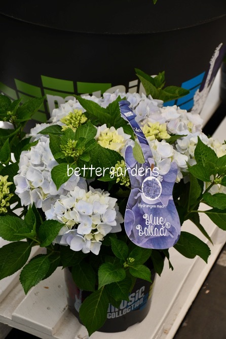 楽天市場 アジサイ ブルーバラード Gグループ ギフト不可 Hydrangea Macroohylla Blue Ballad 174 花苗と球根の店 Better Gardens