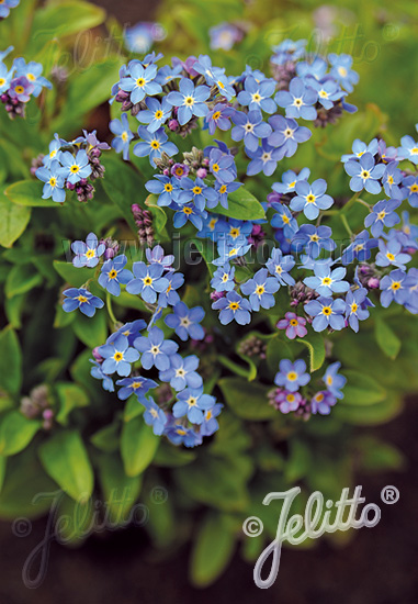 A Cm Myosotis