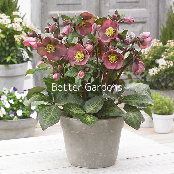 楽天市場 クリスマスローズ ピッパズパープル Cグループ Helleborus Frostkiss Pippa S Purple 花苗と球根の店 Better Gardens