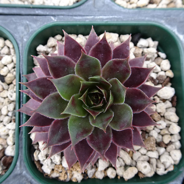 楽天市場 多肉植物 センペルビウム タンホルン 9cmポット Fグループ Sempervivum Tanhorn 花苗と球根の店 Better Gardens