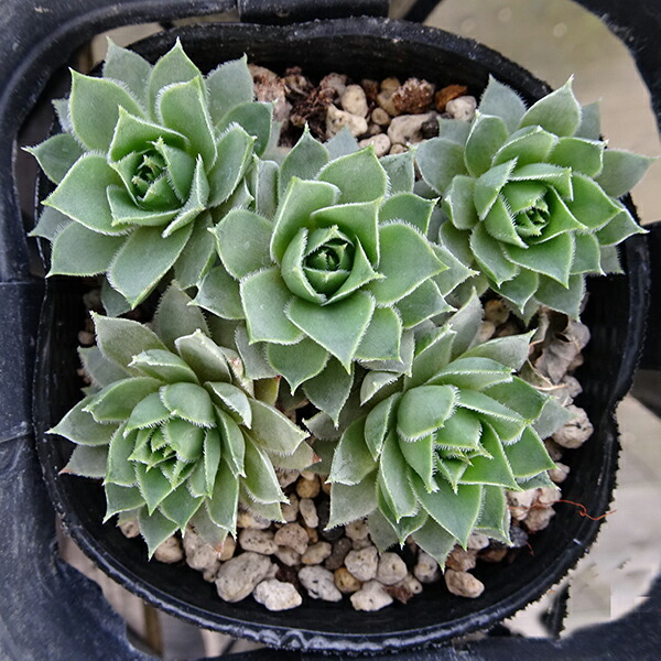 楽天市場 多肉植物 センペルビウム ゼノビア 7 5cmポット Fグループ Sempervivum Zenobia 花苗と球根の店 Better Gardens