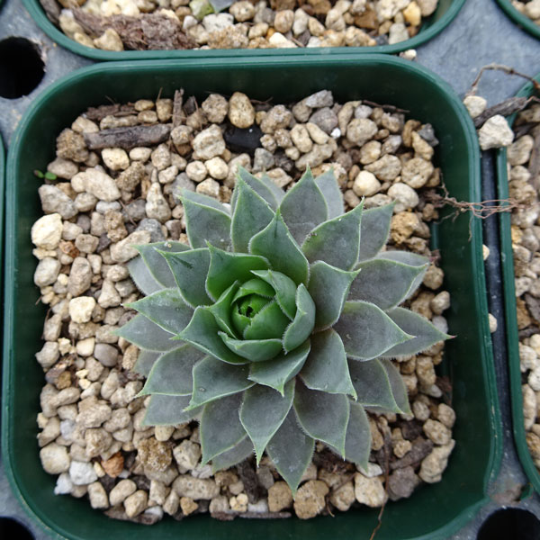 楽天市場 多肉植物 センペルビウム ウォルコットバラエティ 9cmポット Fグループ Sempervivum Wolcott S Variety 花苗と球根の店 Better Gardens