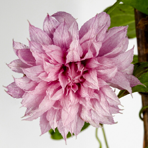 楽天市場 クレマチス マルチピンク Cグループ Clematis Multi Pink 花苗と球根の店 Better Gardens