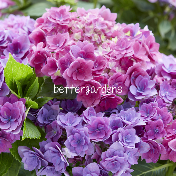 楽天市場 アジサイ フェザーブルー Cグループ Hydrangea Macroohylla Feather Blue 花苗と球根の店 Better Gardens